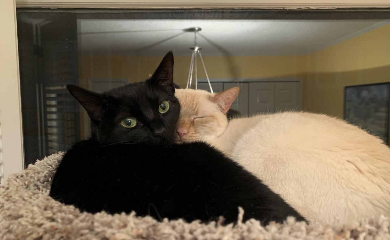 What You Can Learn About Acting from Cats  Dogs