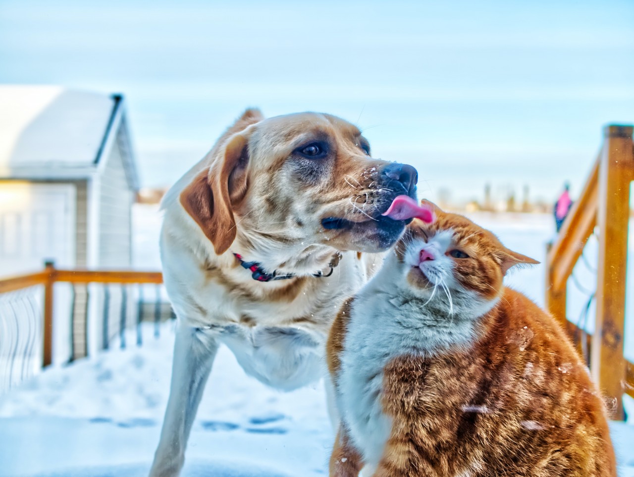 What You Can Learn About Acting from Cats  Dogs